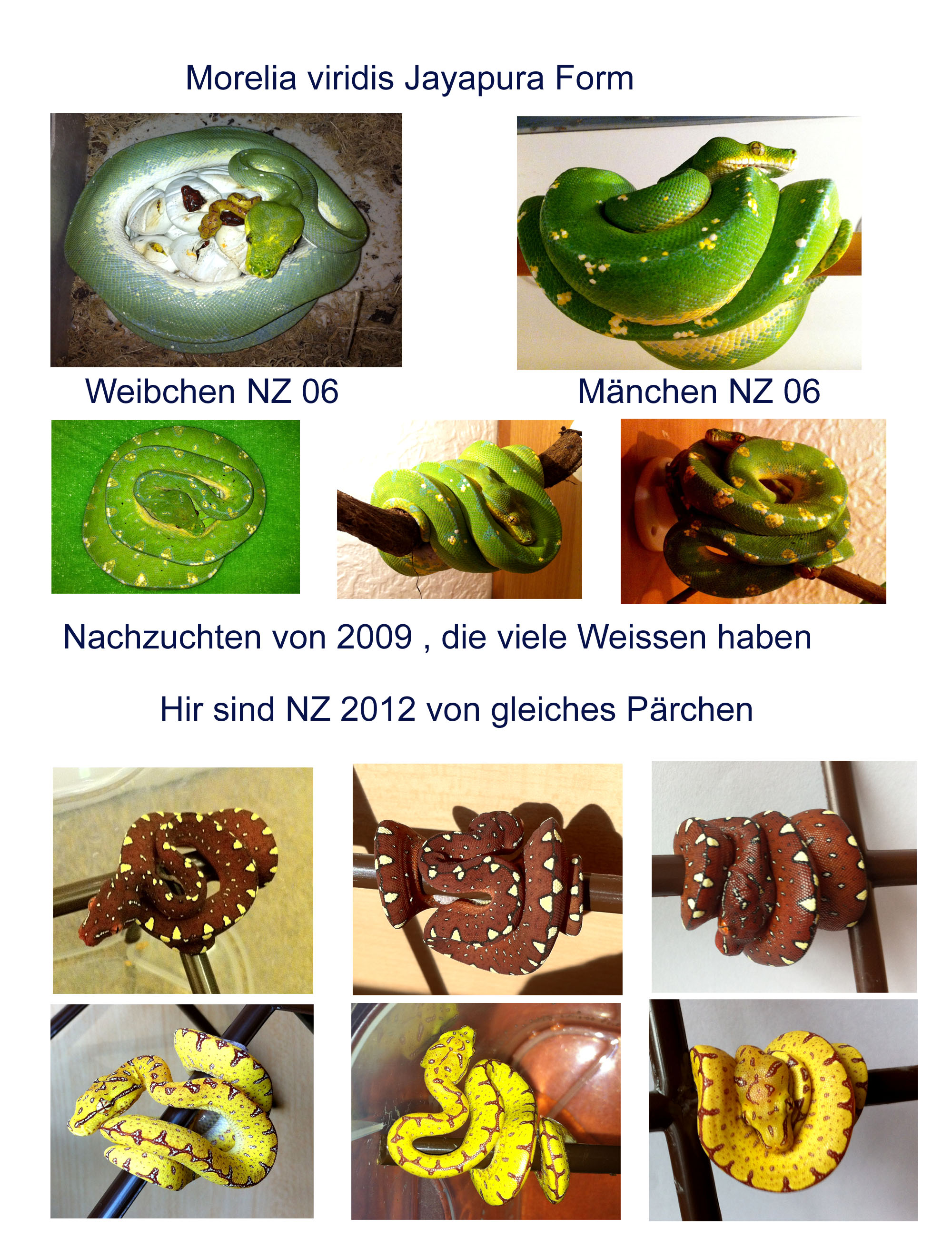 Nachzucht 2012